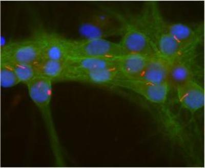 Immunocytochemistry/Immunofluorescence: Adenylate Cyclase 3 Antibody [NBP1-92683] - Mixed neuron-glial cultures stained with Adenylate Cyclase 3 antibody (NBP1-92683, red) and Alpha Fodrin antibody (NBP1-92689, green). Note the strong and clean staining of neuronal cilia. Since Alpha Fodrin is specific for neurons in the CNS, the glial cells in this culture are not recognized by this antibody.