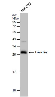 Western Blot: Loricrin Antibody [NBP1-33610] - Whole cell extract (30 ug) was separated by 12% SDS-PAGE, and the membrane was blotted with Loricrin antibody [N1], N-term diluted at 1:1000.