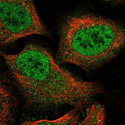 Immunocytochemistry/Immunofluorescence: OVOL2 Antibody [NBP1-88754] - Immunofluorescent staining of human cell line U-2 OS shows localization to nucleoplasm & cytosol.