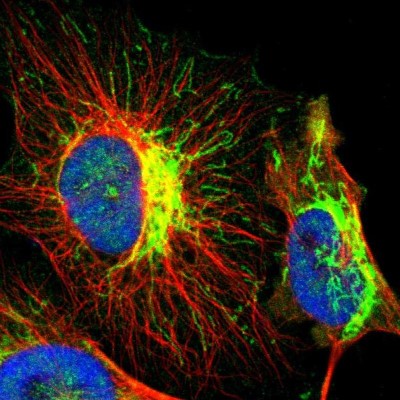 Immunocytochemistry/Immunofluorescence: CYC1 Antibody [NBP1-86872] - Immunofluorescent staining of human cell line U-251 MG shows localization to mitochondria.