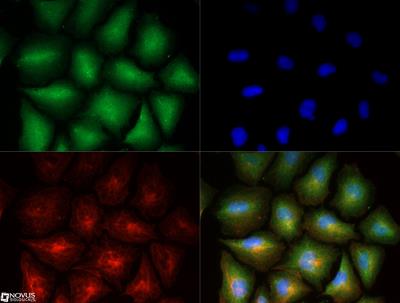 Immunocytochemistry/Immunofluorescence: Stathmin 1 Antibody [NBP1-76798] - Stathmin 1 antibody was tested in PC12 cells with DyLight 488 (green). Nuclei and alpha-tubulin were counterstained with DAPI (blue) and Dylight 550 (red). 