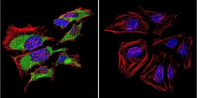 Immunocytochemistry/Immunofluorescence: Caveolin-3 Antibody [NB110-5029] - HeLa cells were grown on chamber slides and fixed with formaldehyde prior to staining. Cells were probed without (control) or with a polyclonal anti-Caveolin 3 antibody (cat# NB110-5029) at a dilution of 1:20 overnight at 4 degrees Celsius, washed with PBS and incubated with a DyLight488 conjugated secondary antibody. Caveolin 3 staining (green), F-Actin staining with Phalloidin (red) and nuclei with DAPI (blue).