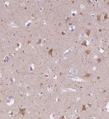 Immunohistochemistry-Paraffin: Muscarinic Acetylcholine Receptor M1/CHRM1 Antibody [NBP1-87466] - Staining of human cerebral cortex shows moderate cytoplasmic positivity in neuronal cells