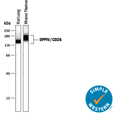 Simple  Western lane view shows lysates of rat lung tissue and mouse thymus tissue,  loaded at 0.2 mg/mL. A specific band was detected for DPPIV/CD26 at  approximately 144-169 kDa (as indicated) using 5 µg/mL of  Goat Anti-Mouse DPPIV/CD26 Antigen Affinity-purified Polyclonal Antibody  (Catalog # AF954) followed by 1:50 dilution of HRP-conjugated Anti-Goat IgG  Secondary Antibody (Catalog # HAF109).  This experiment was conducted under reducing conditions and using  the 12-230 kDa separation system.        