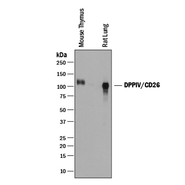Western blot shows lysates of mouse thymus tissue and rat lung tissue. PVDF membrane was probed with 0.25 µg/mL of Goat Anti-Mouse DPPIV/CD26 Antigen Affinity-purified Polyclonal Antibody (Catalog # AF954) followed by HRP-conjugated Anti-Goat IgG Secondary Antibody (Catalog # HAF019). A specific band was detected for DPPIV/CD26 at approximately 100-110 kDa (as indicated). This experiment was conducted under reducing conditions and using Immunoblot Buffer Group 1.