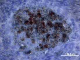 Oncostatin M/OSM was detected in immersion fixed frozen sections of mouse embryo using Mouse Oncostatin M/OSM Antigen Affinity-purified Polyclonal Antibody (Catalog # AF-495-NA) at 15 µg/mL overnight at 4 °C. Tissue was stained using the Anti-Goat HRP-DAB Cell & Tissue Staining Kit (brown; Catalog # CTS008) and counterstained with hematoxylin (blue). View our protocol for Chromogenic IHC Staining of Frozen Tissue Sections.
