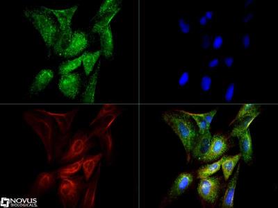 Immunocytochemistry/Immunofluorescence: CTGF/CCN2 Antibody [NB100-724] - CTGF antibody was tested in U2OS cells with Dylight 488 (green). Nuclei and alpha-tubulin were counterstained with DAPI (blue) and Dylight 550 (red).