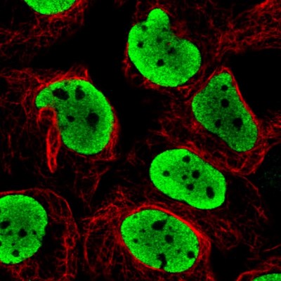 Immunocytochemistry/Immunofluorescence: FUS Antibody (CL0190) [NBP2-52874] - Staining in U2OS cell line with Anti-FUS monoclonal antibody, showing clear nuclear (without nucleoli) staining in green. Microtubule- and nuclear probes are visualized in red and blue respectively (where available).