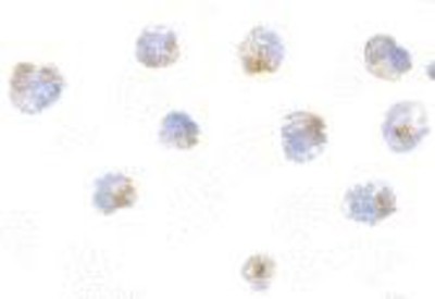 Immunocytochemistry/Immunofluorescence: FLIP Antibody [NBP1-77020] - 3T3 cells with FLIP antibody at 5 ug/ml.