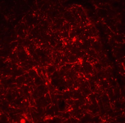 Immunocytochemistry/Immunofluorescence: TSLP Antibody [NB110-55234] - Staining of Mouse brain tissue with antibody at 20 ug/ml.