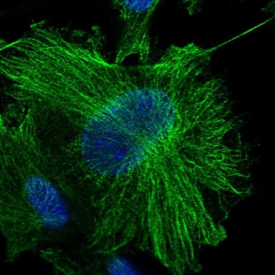 Immunocytochemistry/Immunofluorescence: OTUD7B/Cezanne/ZA20D1 Antibody [NBP1-88095] - Immunofluorescent staining of human cell line U-251 MG shows localization to nucleoplasm & microtubules.