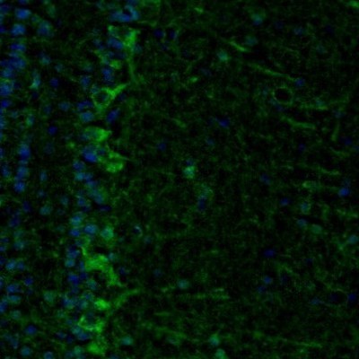 Immunocytochemistry/Immunofluorescence: ECH1 Antibody [NBP1-83215] - Staining of mouse olfactory bulb shows positivity in the mitral cell layer.