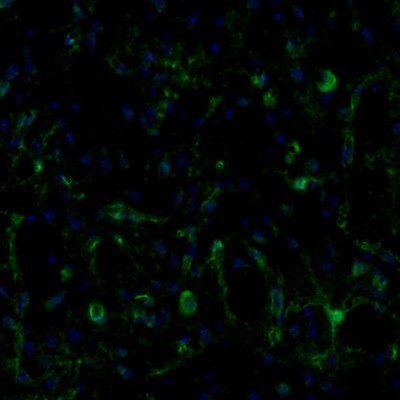 Immunocytochemistry/Immunofluorescence: ECH1 Antibody [NBP1-83215] - Staining of mouse caudate putamen shows positivity in neurons and blood vessels.