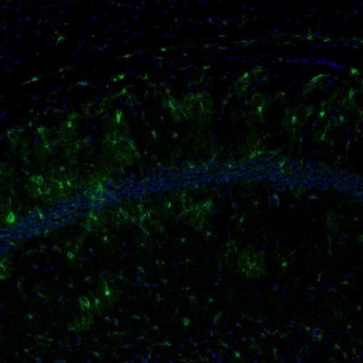Immunocytochemistry/Immunofluorescence: ECH1 Antibody [NBP1-83215] - Staining of mouse hippocampus shows immunoreactivity in the CA1 region.