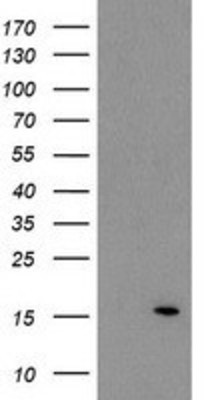 Western Blot: V-type proton ATPase subunit F Antibody (1B8) [NBP2-03498] - HEK293T cells were transfected with the pCMV6-ENTRY control (Left lane) or pCMV6-ENTRY V-type proton ATPase subunit F (Right lane) cDNA for 48 hrs and lysed. Equivalent amounts of cell lysates (5 ug per lane) were separated by SDS-PAGE and immunoblotted with anti-V-type proton ATPase subunit F.