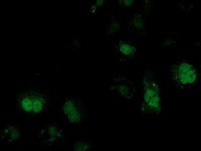 Immunocytochemistry/Immunofluorescence: V-type proton ATPase subunit F Antibody (1B8) [NBP2-03498] Staining of COS7 cells transiently transfected by pCMV6-ENTRY V-type proton ATPase subunit F.