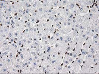 Immunohistochemistry-Paraffin: V-type proton ATPase subunit F Antibody (1B8) [NBP2-03498] - Staining of paraffin-embedded Human liver tissue using anti-V-type proton ATPase subunit F mouse monoclonal antibody.