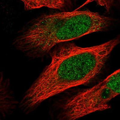 Immunocytochemistry/Immunofluorescence: MTF1 Antibody [NBP1-86380] - Immunofluorescent staining of human cell line U-2 OS shows localization to nucleoplasm.