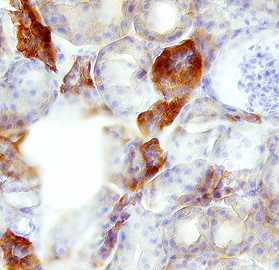 Klotho was detected in perfusion fixed frozen sections of mouse kidney using 1.7 µg/mL Mouse Klotho Antigen Affinity-purified Polyclonal Antibody (Catalog # AF1819) overnight at 4 °C. Tissue was stained with the Anti-Goat HRP-DAB Cell & Tissue Staining Kit  (brown; Catalog # CTS008) and counterstained with hematoxylin (blue). View our protocol for Chromogenic IHC Staining of Frozen Tissue Sections.