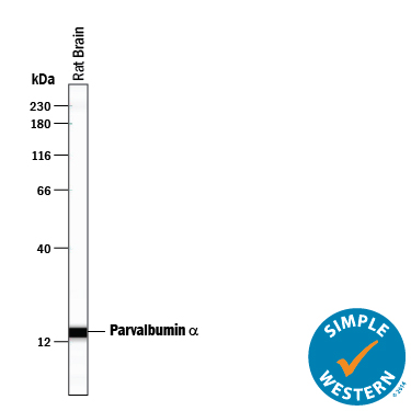 Simple Western lane view shows lysates of rat brain tissue, loaded at 0.2 mg/mL. A specific band was detected for Parvalbumin alpha at approximately 15 kDa (as indicated) using 50 µg/mL of Sheep Anti-Human/Mouse/Rat Parvalbumin alpha Antigen Affinity-purified Polyclonal Antibody (Catalog # AF5058) followed by 1:50 dilution of HRP-conjugated Anti-Sheep IgG Secondary Antibody (Catalog # HAF016). This experiment was conducted under reducing conditions and using the 12-230 kDa separation system.