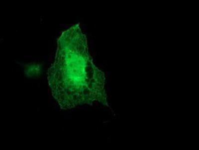 Immunocytochemistry/Immunofluorescence: Coatomer Subunit Delta Antibody (6A6) [NBP2-01791] - Staining of COS7 cells transiently transfected by pCMV6-ENTRY Coatomer Subunit Delta.