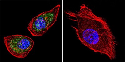 Immunocytochemistry/Immunofluorescence: Sodium-Calcium Exchanger Antibody (C2C12) [NB120-2869] - Sodium/Calcium Exchanger staining (green), F-Actin staining with Phalloidin (red) and nuclei with DAPI (blue) is shown. Cells were grown on chamber slides and fixed with formaldehyde prior to staining. Cells were probed without (control) or with or an antibody recognizing Sodium/Calcium Exchanger at a dilution of 1:100 over night at 4C, washed with PBS and incubated with a DyLight-488 conjugated.