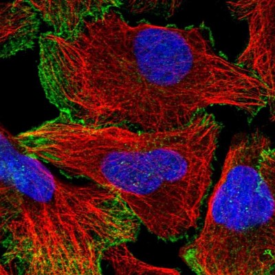 Immunocytochemistry/Immunofluorescence: Neogenin Antibody [NBP1-89651] - Immunofluorescent staining of human cell line U-2 OS shows localization to nucleoplasm & plasma membrane.