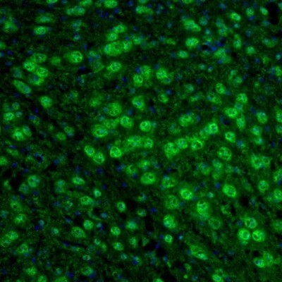 Immunocytochemistry/Immunofluorescence: ARHGAP1 Antibody [NBP1-85724] - Staining of mouse thalamus shows positivity in neurons of the anterodorsal thalamic nucleus.