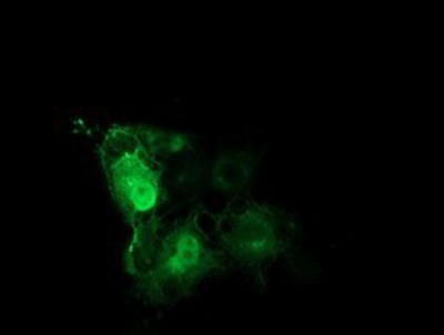 Immunocytochemistry/Immunofluorescence: Tubulin Beta 4 Antibody (3F1) [NBP2-00812] - Staining of COS7 cells transiently transfected by pCMV6-ENTRY Tubulin Beta 4.