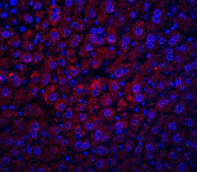 Immunocytochemistry/Immunofluorescence: Albumin Antibody [NBP1-77027] - Mouse liver tissue with Albumin antibody at 20 ug/ml.