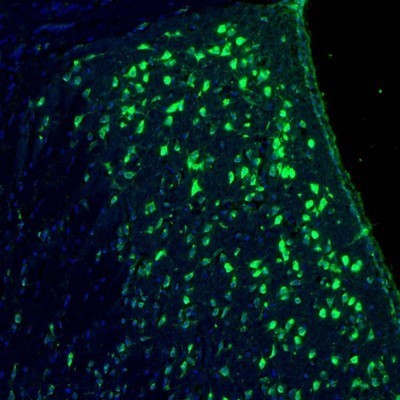Immunocytochemistry/Immunofluorescence: RPL9 Antibody [NBP1-82853] - Staining of mouse lateral septum shows labelling of neurons.