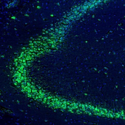 Immunocytochemistry/Immunofluorescence: RPL9 Antibody [NBP1-82853] - Staining of mouse hippocampus shows positivity in CA3 pyramidal cell layer.