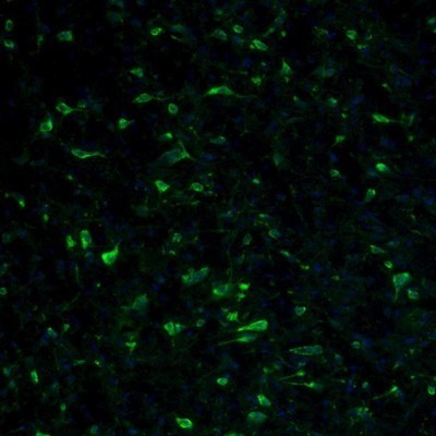 Immunocytochemistry/Immunofluorescence: RPL9 Antibody [NBP1-82853] - Staining of mouse pons shows immunoreactivity in the reticular nucleus neurons.