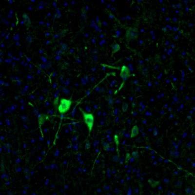 Immunocytochemistry/Immunofluorescence: EFCBP2 Antibody [NBP1-84002] - Staining  mouse facial nucleus shows distinct positivity in neuronal cell bodies and processes.