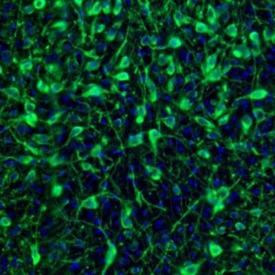Immunocytochemistry/Immunofluorescence: EFCBP2 Antibody [NBP1-84002] - Staining  mouse midbrain shows neuronal positivity in dorsal raphe.
