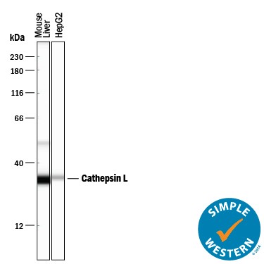 Simple Western lane view shows lysates of mouse liver tissue and HepG2 human hepatocellular carcinoma cell line, loaded at 0.2 mg/mL. Specific bands were detected for Cathepsin L at approximately 51 and 34 kDa (as indicated) using 10 µg/mL of Goat Anti-Mouse Cathepsin L Antigen Affinity-purified Polyclonal Antibody (Catalog # AF1515) followed by 1:50 dilution of HRP-conjugated Anti-Goat IgG Secondary Antibody (Catalog # HAF109). This experiment was conducted under reducing conditions and using the 12-230 kDa separation system.