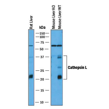 Western blot shows lysates of rat liver tissue, mouse liver tissue (wild type), and mouse liver tissue (knock out). PVDF membrane was probed with 1 µg/mL of Goat Anti-Mouse Cathepsin L Antigen Affinity-purified Polyclonal Antibody (Catalog # AF1515) followed by HRP-conjugated Anti-Goat IgG Secondary Antibody (Catalog # HAF017). Specific bands were detected for Cathepsin L at approximately 22-38 kDa (as indicated). This experiment was conducted under reducing conditions and using Immunoblot Buffer Group 1.