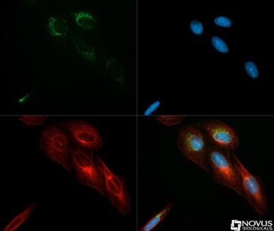 Immunocytochemistry/Immunofluorescence: IDH2 Antibody [NBP2-22166] - IDH2 antibody was tested in U2OS cells with DyLight (green). Nuclei and alpha-tubulin were counterstained with DAPI (blue) and Dylight 550 (red).