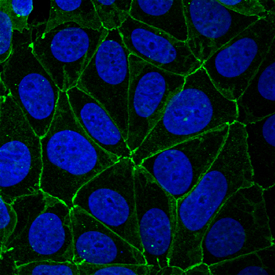 JAM‑A  was detected in immersion fixed MCF‑7 human breast cancer cell  line using Goat Anti-Human JAM‑A Antigen Affinity-purified  Polyclonal Antibody (Catalog # AF1103) at 10 µg/mL for 3  hours at room temperature. Cells were stained using the  NorthernLights™ 493-conjugated Anti-Goat IgG Secondary Antibody  (green; Catalog # NL003)  and counterstained with DAPI (blue). Specific staining was localized to  intercellular junctions. View our protocol for Fluorescent  ICC Staining of Cells on Coverslips.