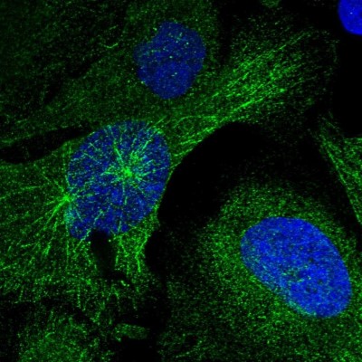 Immunocytochemistry/Immunofluorescence: SKAP Antibody [NBP1-94007] - Immunofluorescent staining of human cell line U-2 OS shows localization to cytosol & microtubules.