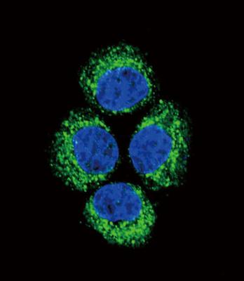Immunocytochemistry/Immunofluorescence: Glutaminase Antibody [NBP2-29940] - Confocal immunofluorescent analysis of  (C-term) (NBP2-29940) with Hela cell followed by Alexa Fluor 489-conjugated goat anti-rabbit lgG (green). DAPI was used to stain the cell nuclear (blue).
