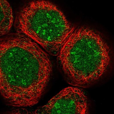 Immunocytochemistry/Immunofluorescence: p130 Antibody [NBP1-82455] - Staining of human cell line A-431 shows localization to nucleus & nucleoli.