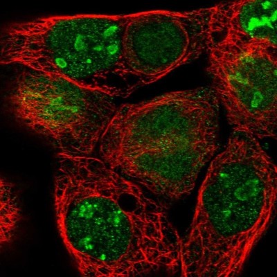 Immunocytochemistry/Immunofluorescence: p130 Antibody [NBP1-82455] - Staining of human cell line A-431 shows positivity in nucleus and nucleoli.