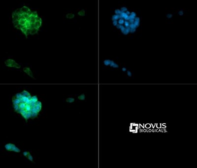 Immunocytochemistry/Immunofluorescence: Podocalyxin Like Antibody [NB110-41503] - Podolyxin antibody was tested in V6.5 MES cells with DyLight 488 (green). Nuclei and alpha-tubulin were counterstained with DAPI (blue) and Dylight 550 (red).
