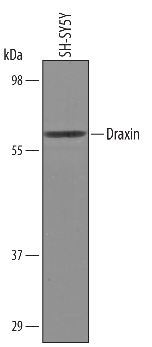 Western blot shows lysates of SH‑SY5Y human neuroblastoma cell line. PVDF Membrane was probed with 1 µg/mL of Sheep Anti-Human Draxin Antigen Affinity-purified Polyclonal Antibody (Catalog # AF6148) followed by HRP-conjugated Anti-Sheep IgG Secondary Antibody (Catalog # HAF016). A specific band was detected for Draxin at approximately 58 kDa (as indicated). This experiment was conducted under reducing conditions and using Immunoblot Buffer Group 1.