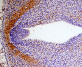 Draxin was detected in immersion fixed frozen sections of mouse embryo (E13.5) using Sheep Anti-Human Draxin Antigen Affinity-purified Polyclonal Antibody (Catalog # AF6148) at 15 µg/mL overnight at 4 °C. Tissue was stained using the Anti-Sheep HRP-DAB Cell & Tissue Staining Kit (brown; Catalog # CTS019) and counterstained with hematoxylin (blue). Specific staining was localized to diencephalon. View our protocol for Chromogenic IHC Staining of Frozen Tissue Sections.