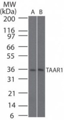 Western Blot: Trace Amine Receptor 1 Antibody [NBP2-24720] - Analysis of human TAAR1 in human brain and rat brain lysate using NBP2-24720 at 2 ug/ml.