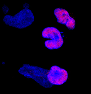SOX10 was detected in immersion fixed BG01V human embryonic stem cells differentiated to neural crest stem cells using Mouse Anti-Human/Rat SOX10 Monoclonal Antibody (Catalog # MAB2864) at 10 µg/mL for 3 hours at room temperature. Cells were stained using the NorthernLights™ 557-conjugated Anti-Mouse IgG Secondary Antibody (red; Catalog # NL007) and counterstained with DAPI (blue). Specific staining was localized to nuclei. View our protocol for Fluorescent ICC Staining of Cells on Coverslips.