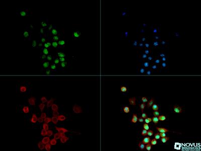 Immunocytochemistry/Immunofluorescence: A2BP1 Antibody (D8H8) [NBP2-13169] - A2BP1 antibody was tested in Neuro-2a cells with Dylight 488 (green). Nuclei and alpha-tubulin were counterstained with DAPI (blue) and Dylight 550 (red).