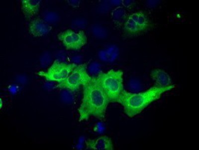 Immunocytochemistry/Immunofluorescence: IGF2BP2 Antibody (3F9) [NBP2-02627] - Staining of COS7 cells transiently transfected by pCMV6-ENTRY IGF2BP2.